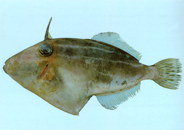 Thamnaconus modestoides (Barnard, 1927)